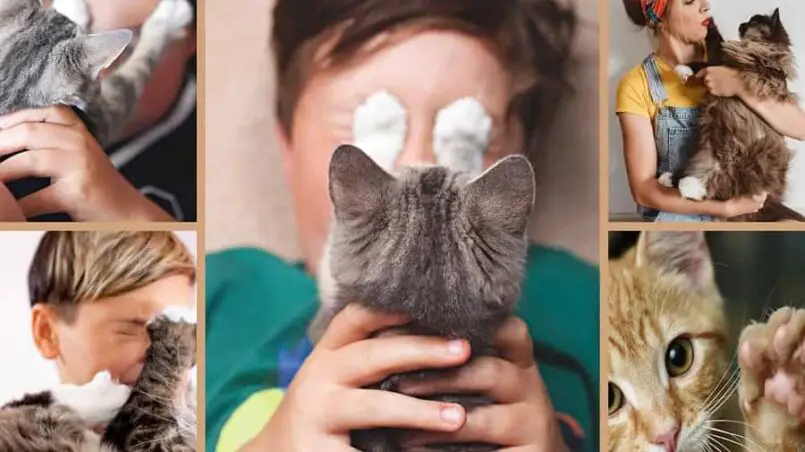 Why does my cat put her paw on the owner's face?