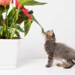 Anthurium toxic to cats