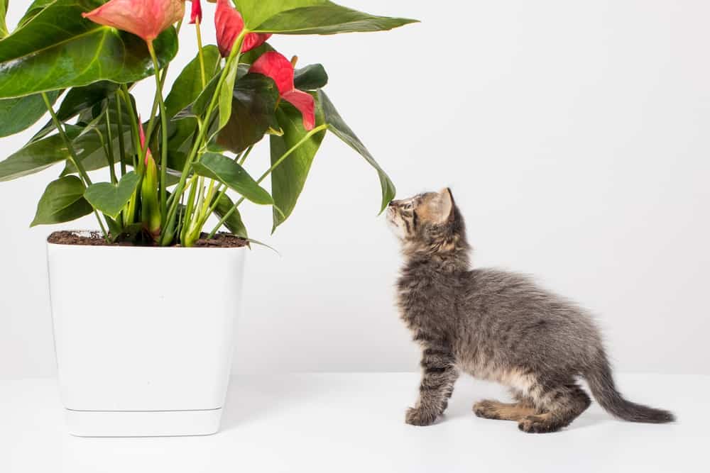 Anthurium toxic to cats