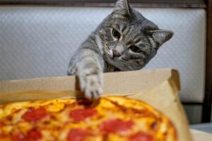 Can cats have pepperoni?