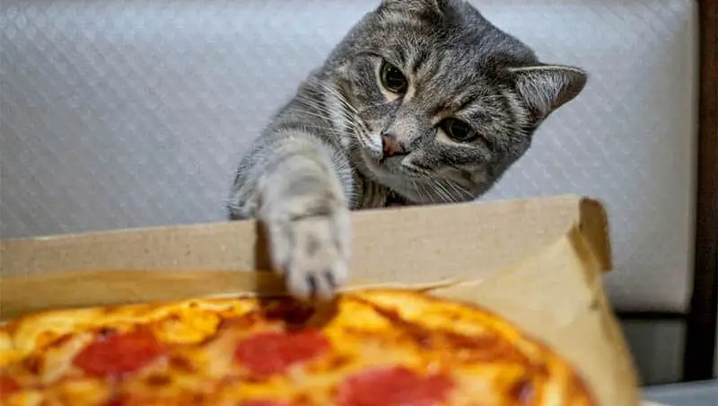 Can cats have pepperoni?