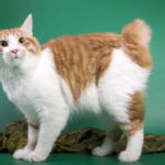 Biography of American Bobtail Breed