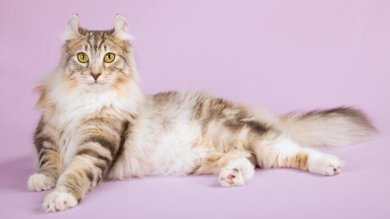 Biography of American Curl Breeds