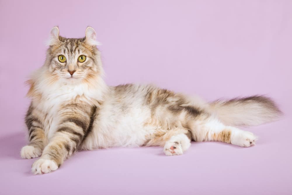 Biography of American Curl Breeds