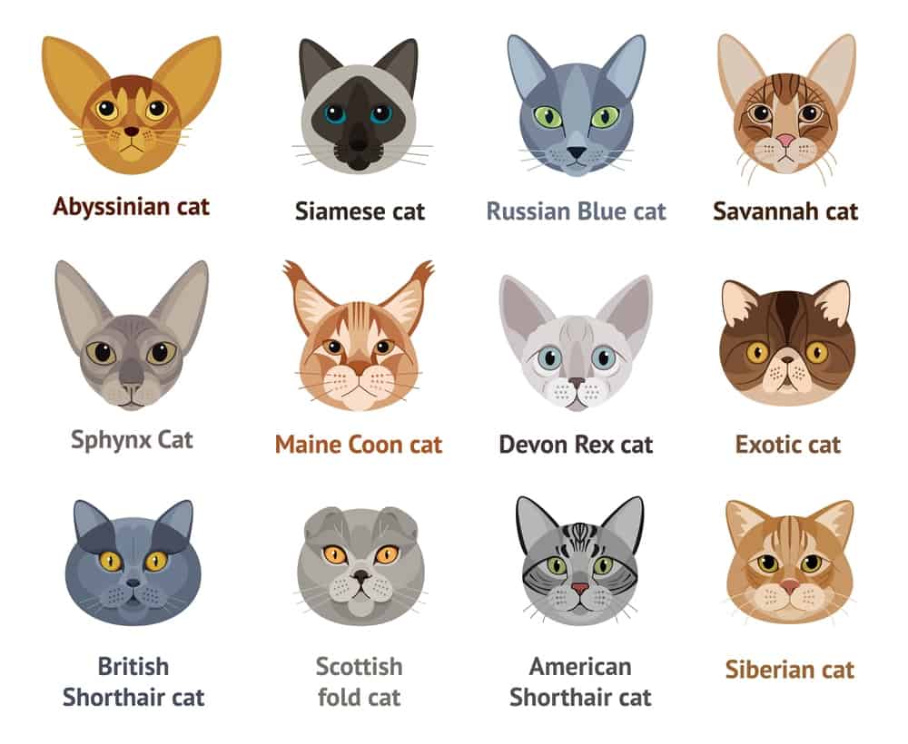 Breeds of Cat Information Board 