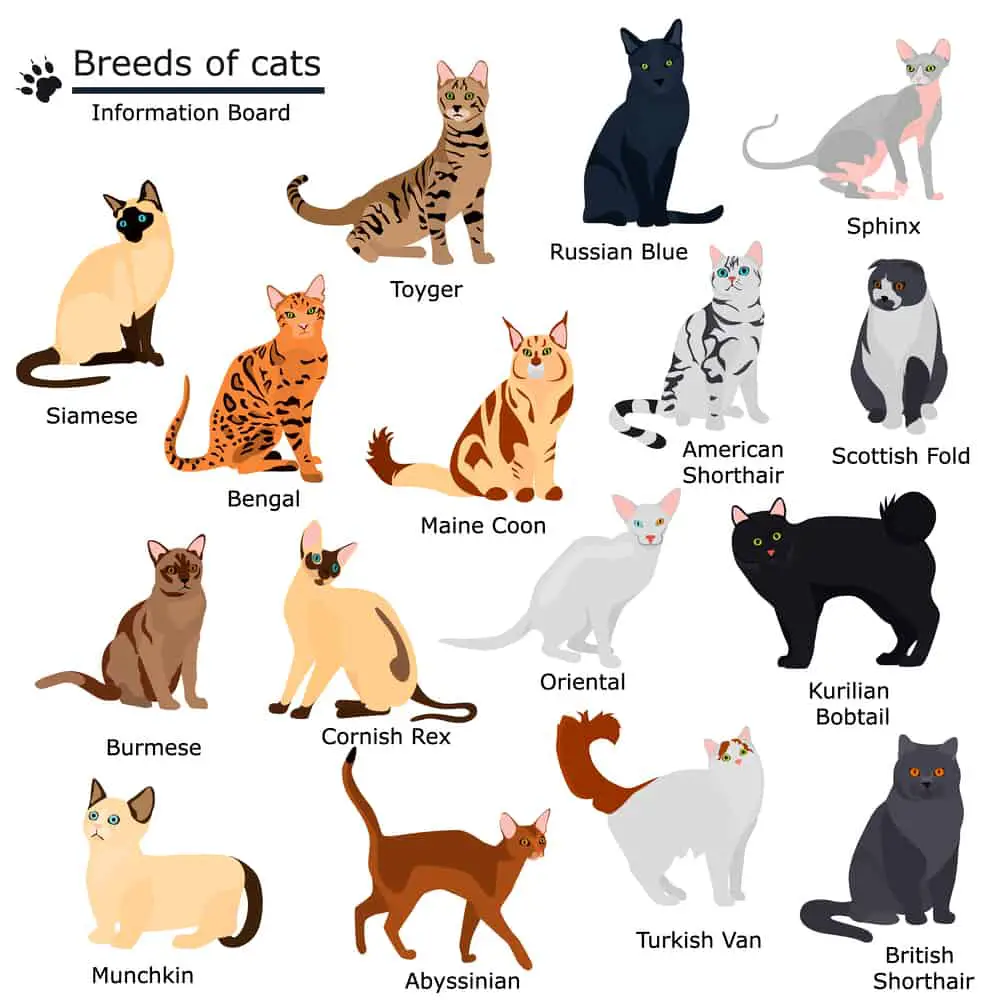 Breeds of Cat Information Board 
