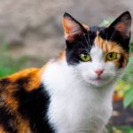How long do calico cats live