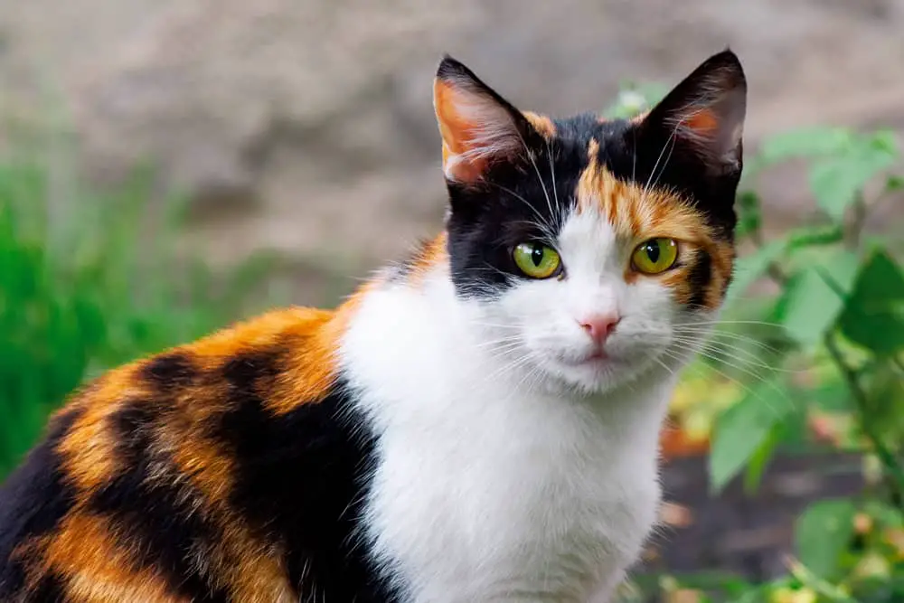 How long do calico cats live