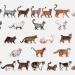 How many breeds of cat are there
