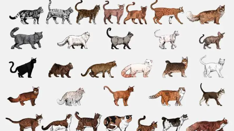 How many breeds of cat are there