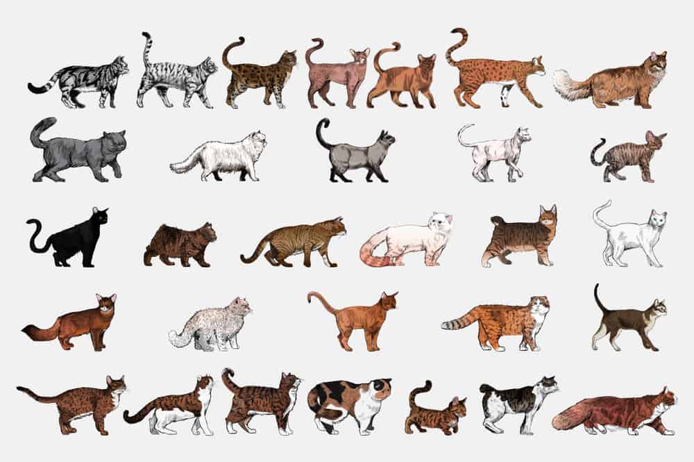 how-many-breeds-of-cat-are-there-breeds-of-cat