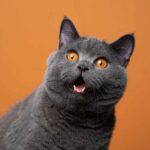 Why is my cat wheezing? Reasons symptoms and treatment