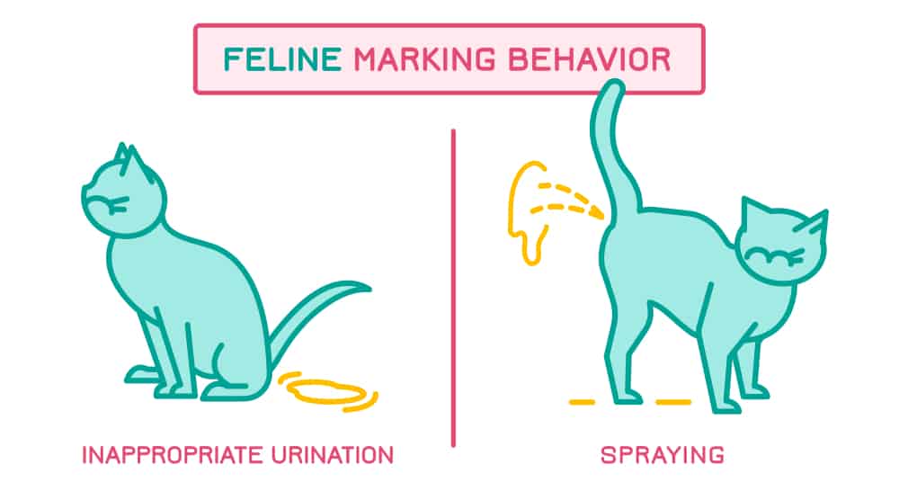 What is spraying in cats?