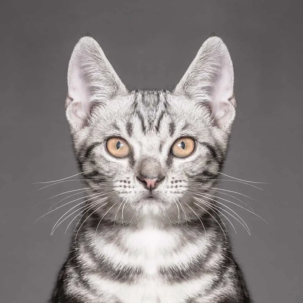 American shorthair breed