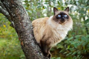 Balinese breed
