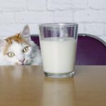 CAN CATS DRINK ALMOND MILK