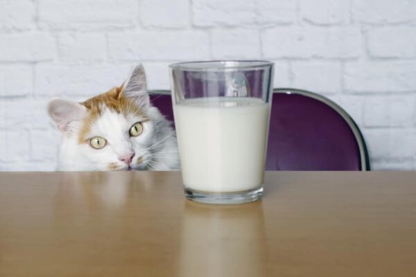 CAN CATS DRINK ALMOND MILK