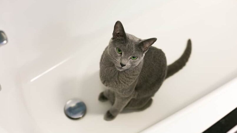 Why is Cat peeing in the bathtub?