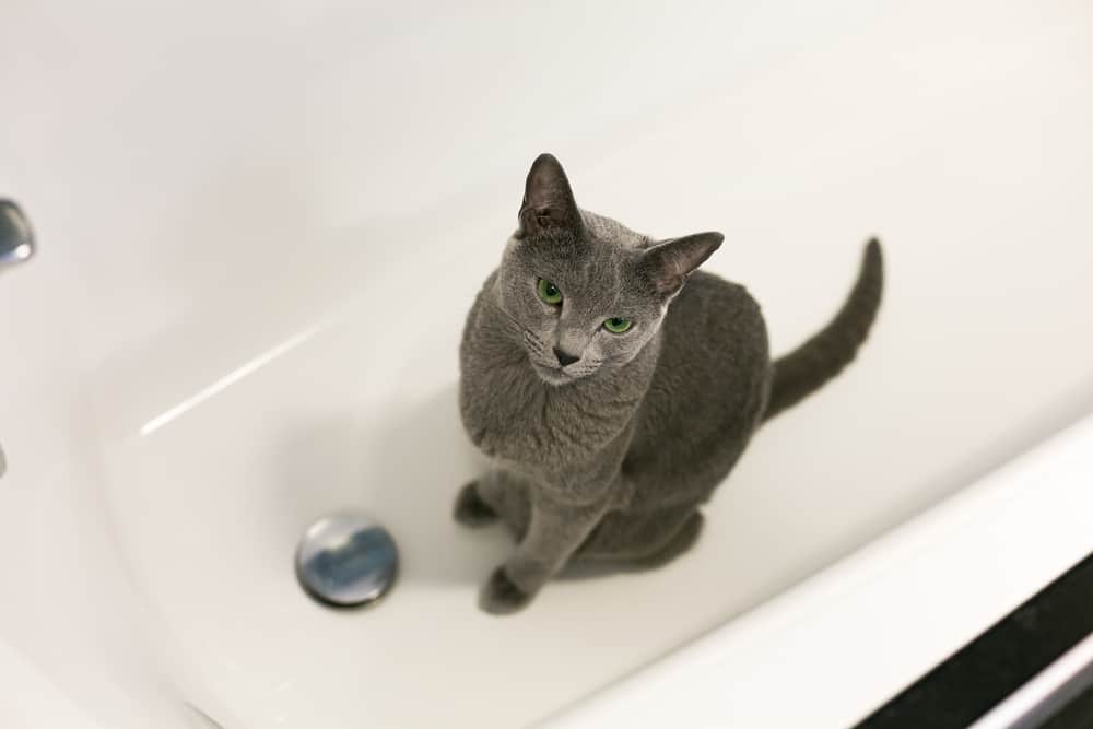 Why is Cat peeing in the bathtub?