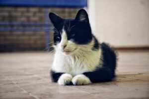 Cat with down syndrome