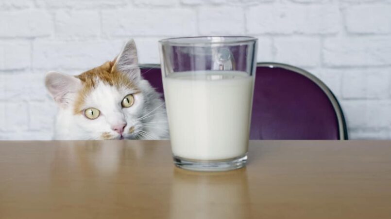 Can cats drink almond milk?
