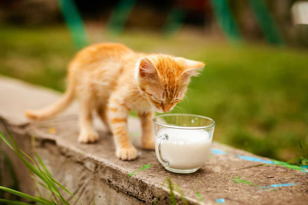 Is Almond Milk Safe for Cats?