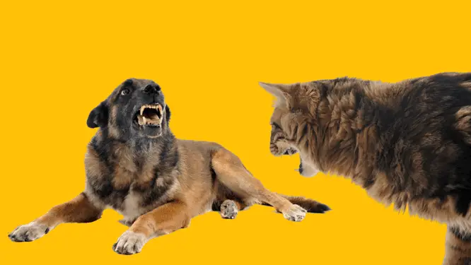How to tell if a dog is aggressive towards cats?
