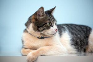 American wirehair breed