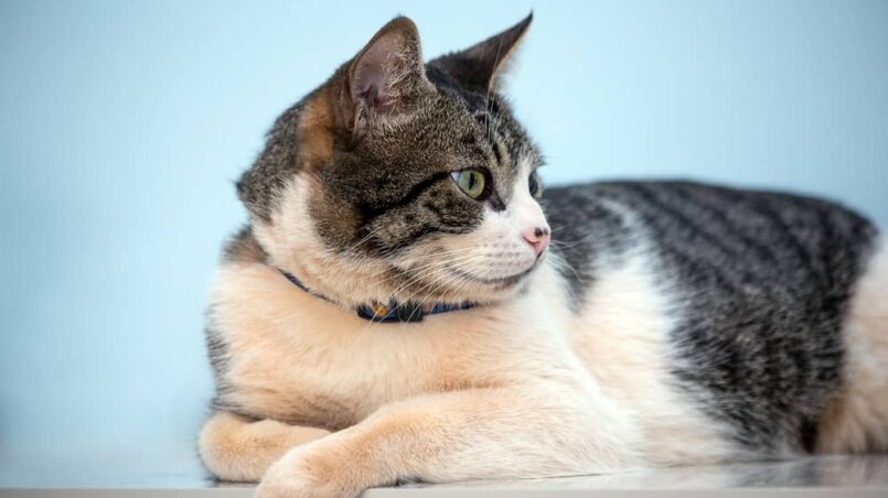 American wirehair breed