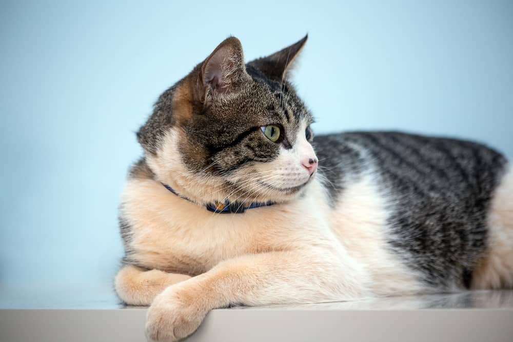 American wirehair breed