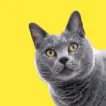 BIOGRAPHY OF CHARTREUX CAT BREED