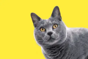 BIOGRAPHY OF CHARTREUX CAT BREED