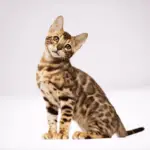 Are Bengal cats hypoallergenic