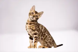 Are Bengal cats hypoallergenic