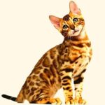 Biography of Bengal Breed