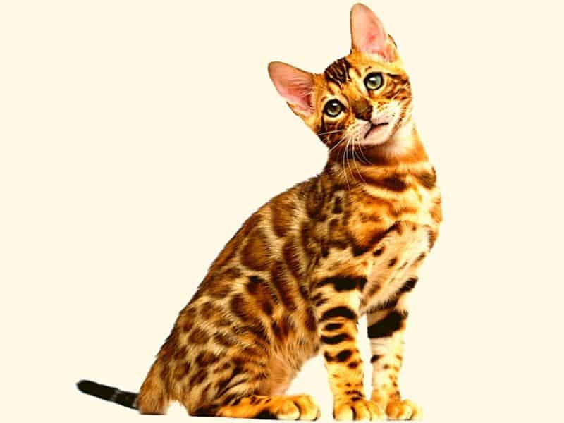 Biography of Bengal Breed