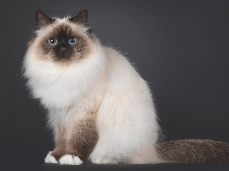 Biography of Birmans cat breed