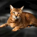 Biography of Chausie cat breed