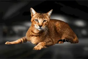 Biography of Chausie cat breed