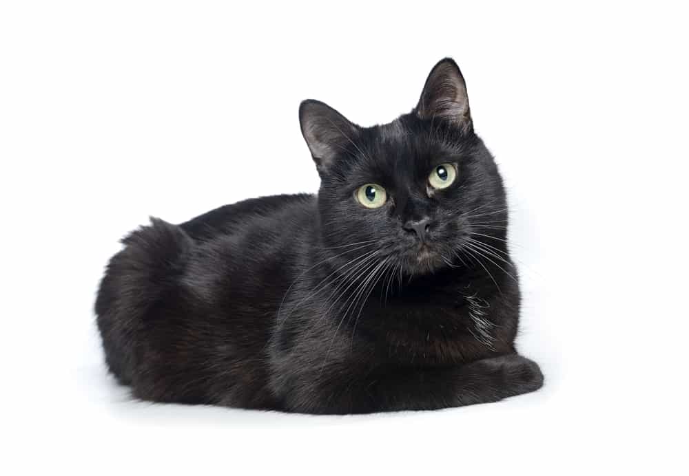 Bombay cat breed