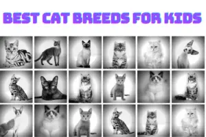 Best CAT BREEDS FOR KIDS