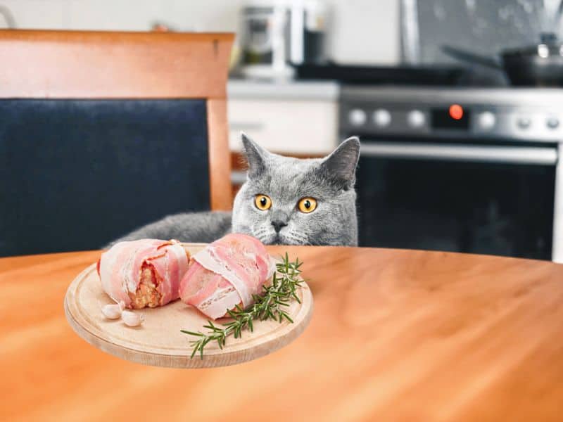 Can Cats Eat Bacon Raw?