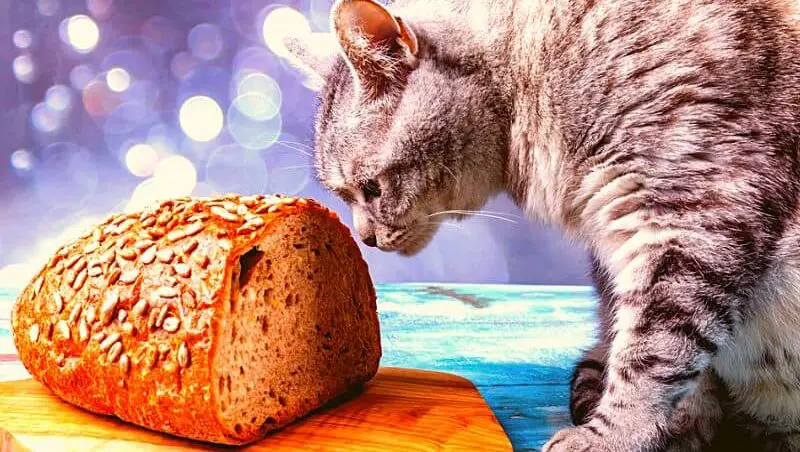 Can cats eat banana bread?