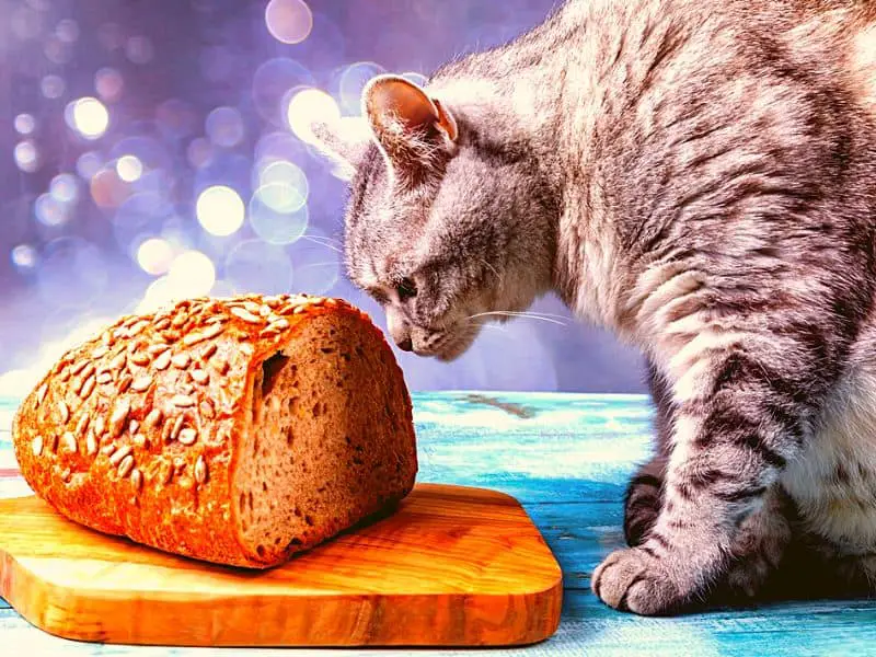 Can cats eat banana bread?