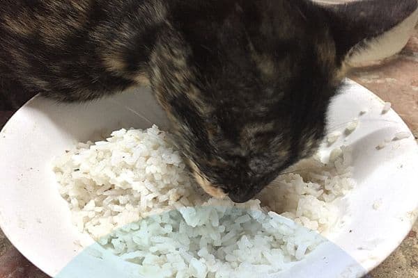 Can cats eat rice Krispies?
