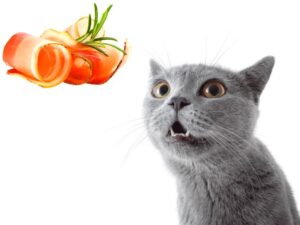 Can Cats Eat Turkey Bacon