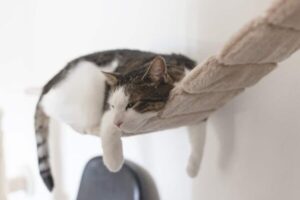 kitten sleeping in a separate room