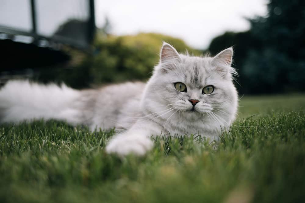 British Longhair breed