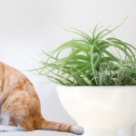 Are air plants toxic to cats?