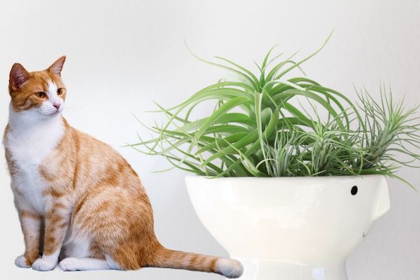 Are air plants toxic to cats?
